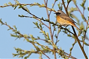 Filename=Gekraagde-roodstaart-20150423g12807X1A3707b.jpg
Filesize=855KiB
Dimensions=1280x960
Date added=Apr 24, 2015 Gekraagde-roodstaart-20150423g12807X1A3707b.jpg
