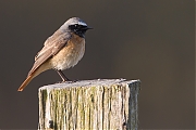 Filename=Gekraagde-roodstaart-20150423g12807X1A3714b.jpg
Filesize=750KiB
Dimensions=1280x960
Date added=Apr 24, 2015 Gekraagde-roodstaart-20150423g12807X1A3714b.jpg
