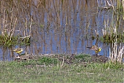 Filename=Gele-kwikstaart-20160421g12807X1A4380a.jpg
Filesize=935KiB
Dimensions=1280x960
Date added=Apr 24, 2016 Gele-kwikstaart-20160421g12807X1A4380a.jpg
