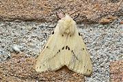 Filename=Gele-tijger-Spilosoma-lutea-20150618g1280IMG_0266a.jpg
Filesize=1196KiB
Dimensions=1280x960
Date added=Jun 18, 2015 Gele-tijger-Spilosoma-lutea-20150618g1280IMG_0266a.jpg