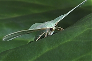 Geometra-papilionaria-20090712P1070308a.jpg