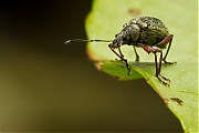 Gespoorde-snuittor-Phyllobius-glaucus-20130618g800IMG_6617a.jpg