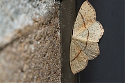 Gestippelde-oogspanner-Cyclophora-punctaria-20140912g1024IMG_6882a.jpg