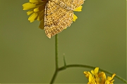 Gestreepte-goudspanner-20130810g700IMG_8958b~0.jpg