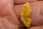 Gestreepte-goudspanner-Camptogramma-bilinata-20130627g800IMG_6832a.jpg