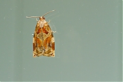 Filename=Gevlamde-bladroller-Archips-xylosteana-20150702g1280_MG_0762a.jpg
Filesize=661KiB
Dimensions=1280x960
Date added=Jul 16, 2015 Gevlamde-bladroller-Archips-xylosteana-20150702g1280_MG_0762a.jpg