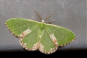 Gevlekte-zomervlinder-Comibaena-bajularia-20140602g1280IMG_4477a.jpg