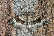 Gewone-bandspanner-Epirrhoe-alternata-20140905g1024IMG_6669a.jpg