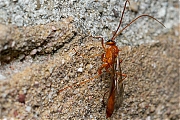 Gewone-sluipwesp-Ichneumonidae-Ophion-luteus-20140428g800IMG_3088a.jpg