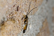 Gewone-sluipwesp-Ichneumonidae-spec-20150510g1280IMG_9131a.jpg