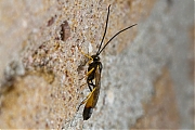 Filename=Gewone-sluipwesp-Ichneumonidae-spec-20150510g1280IMG_9131a.jpg
Filesize=868KiB
Dimensions=1280x960
Date added=May 11, 2015 Gewone-sluipwesp-Ichneumonidae-spec-20150510g1280IMG_9131a.jpg