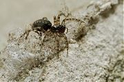 Gewone-staartspin-Textrix-denticulata-20130424g800IMG_4445a.jpg