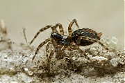 Gewone-staartspin-Textrix-denticulata-20130424g800IMG_4456a.jpg