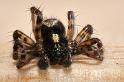 Filename=Gewone-staartspin-Textrix-denticulata-g1280a-2018-01-03-21-20-32-28C29.jpg
Filesize=951KiB
Dimensions=1280x960
Date added=Jan 03, 2018 Gewone-staartspin-Textrix-denticulata-g1280a-2018-01-03-21-20-32-28C29.jpg