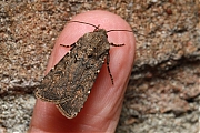 Gewone-velduil-Agrotis-segetum-20150726g1280IMG_1661a.jpg