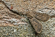 Gewone-velduil-Agrotis-segetum-20150726g1280IMG_1663a.jpg