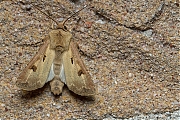 Filename=Gewone-worteluil-20180525g1280IMG_4261a.jpg
Filesize=1170KiB
Dimensions=1280x960
Date added=May 31, 2014 Gewone-worteluil-20180525g1280IMG_4261a.jpg