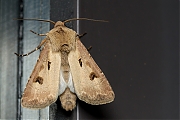 Filename=Gewone-worteluil-Agrotis-exclamationis-20140525g1280IMG_4274a.jpg
Filesize=725KiB
Dimensions=1280x960
Date added=May 26, 2014 Gewone-worteluil-Agrotis-exclamationis-20140525g1280IMG_4274a.jpg