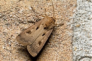 Filename=Gewone-worteluil-Agrotis-exclamationis-20150523g1280IMG_9393a.jpg
Filesize=1200KiB
Dimensions=1280x960
Date added=May 24, 2015 Gewone-worteluil-Agrotis-exclamationis-20150523g1280IMG_9393a.jpg