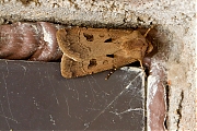 Filename=Gewone-worteluil-Agrotis-exclamationis-20150523g1280IMG_9399a.jpg
Filesize=1119KiB
Dimensions=1280x960
Date added=May 24, 2015 Gewone-worteluil-Agrotis-exclamationis-20150523g1280IMG_9399a.jpg