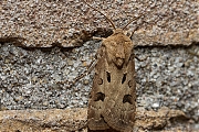 Filename=Gewone-worteluil-Agrotis-exclamationis-man-20130605g800IMG_6297a.jpg
Filesize=477KiB
Dimensions=800x600
Date added=Jun 05, 2013 Gewone-worteluil-Agrotis-exclamationis-man-20130605g800IMG_6297a.jpg