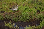 Goudplevier-20100904P1150397a.jpg