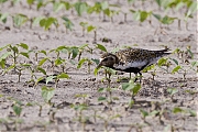 Goudplevier-20120721g800IMG_7420a.jpg