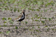 Goudplevier-20120721g800IMG_7429a.jpg