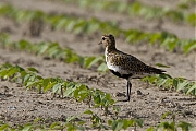 Goudplevier-20120721g800IMG_7458a.jpg