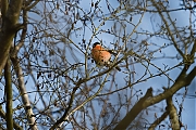 Goudvink-20130112g8007X1A2813a.jpg