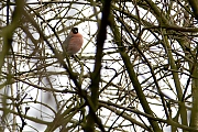 Goudvink-20130331g8007X1A5973a.jpg