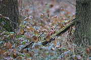 Filename=Goudvink-20180412g1280YSXX2177b.jpg
Filesize=805KiB
Dimensions=1280x960
Date added=Apr 12, 2018 Goudvink-20180412g1280YSXX2177b.jpg