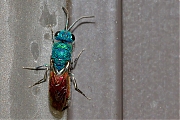 Filename=Goudwesp-Chrysis-ignita-20140403g1280IMG_2337an.jpg
Filesize=851KiB
Dimensions=1280x960
Date added=Aug 17, 2019 Goudwesp-Chrysis-ignita-20140403g1280IMG_2337an.jpg