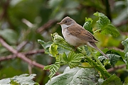 Grasmus-20120602g800IMG_6493a.jpg