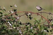 Filename=Grasmus-20220603g14401A1A2160acrfb-Regte-Heide.jpg
Filesize=667KiB
Dimensions=1280x960
Date added=Jun 28, 2022 Grasmus-20220603g14401A1A2160acrfb-Regte-Heide.jpg