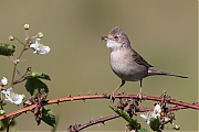 Filename=Grasmus-20220603g14401A1A2188acrfb-Regte-Heide.jpg
Filesize=622KiB
Dimensions=1280x960
Date added=Jun 28, 2022 Grasmus-20220603g14401A1A2188acrfb-Regte-Heide.jpg