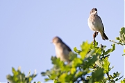 Grasmus-20240528g14401A1A8088bcrfb-Pannenhoef.jpg