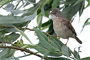 Grasmus-20250529g14401A1A9132atcrfb-Maatjes.jpg