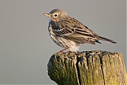 Filename=Graspieper-20150312g12807X1A2944a.jpg
Filesize=612KiB
Dimensions=1280x960
Date added=Mar 13, 2015 Graspieper-20150312g12807X1A2944a.jpg