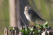 Filename=Graspieper-20160504g12807X1A4659a.jpg
Filesize=655KiB
Dimensions=1280x960
Date added=Dec 14, 2016 Graspieper-20160504g12807X1A4659a.jpg