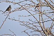 Filename=Graspieper-20250305g14401A1A2887atcrfb-Pannenhoef.jpg
Filesize=653KiB
Dimensions=1280x960
Date added=Mar 08, 2025 Graspieper-20250305g14401A1A2887atcrfb-Pannenhoef.jpg