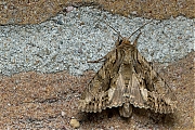 Graswortelvlinder_Apamea_monoglyphal-20140601g800IMG_4460a.jpg