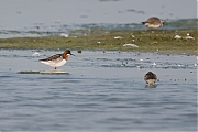 Grauwe-franjepoot-20130607g8007X1A7880abp.jpg