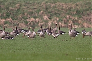 Grauwe-gans-20110219IMG_0287a.jpg