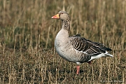 Grauwe-gans-20110312IMG_0823gdpb.jpg