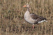 Grauwe-gans-20110312g1440IMG_0823a-Maatjes.jpg