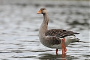 Grauwe-gans-20110819IMG_9341a.jpg