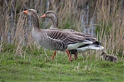 Filename=Grauwe-gans-20160415g12807X1A4099a.jpg
Filesize=836KiB
Dimensions=1280x960
Date added=Apr 15, 2016 Grauwe-gans-20160415g12807X1A4099a.jpg
