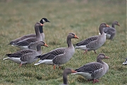 Filename=Grauwe-gans-20170207g1280YSXX6504au.jpg
Filesize=614KiB
Dimensions=1280x960
Date added=Feb 08, 2017 Grauwe-gans-20170207g1280YSXX6504au.jpg