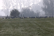 Grauwe-gans-20211103g14401A1A2600acrfb-De-Matjens.jpg